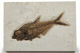 Detailed Fossil Fish (Diplomystus) - Wyoming #349241-1